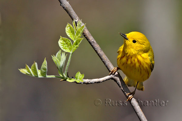 Yellow Warbler © Russ Chantler